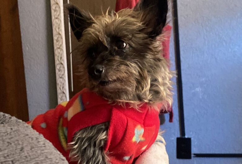 Homenagem da Funerais Pet a cachorrinha Mel