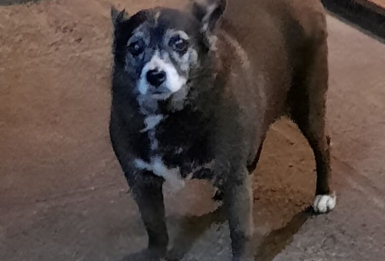 Homenagem da Funerais Pet a cachorrinha Lola
