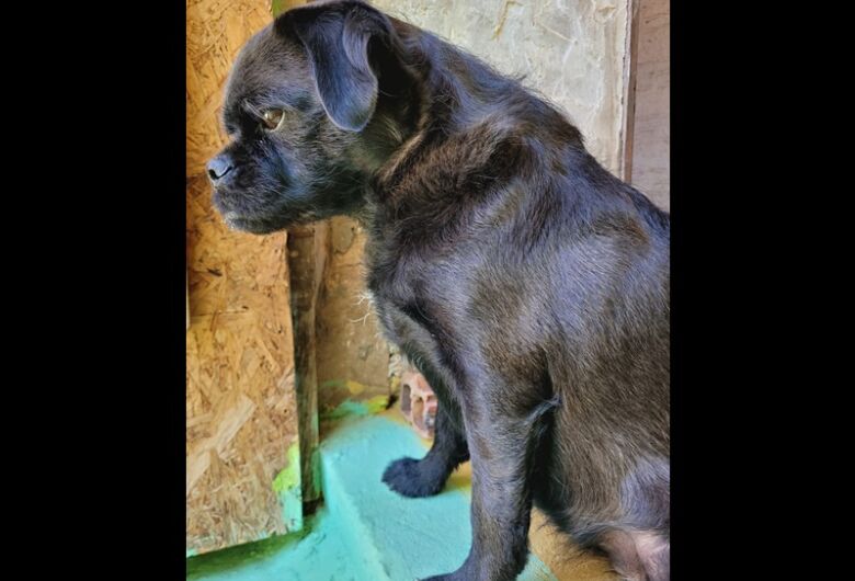 Homenagem da Funerais Pet a cachorrinha Amora