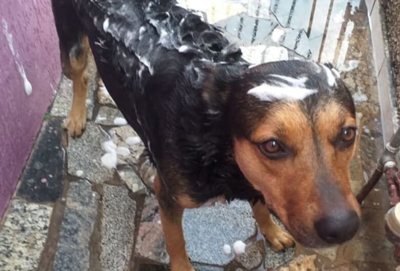 Homenagem da Funerais Pet ao pet Sadaan