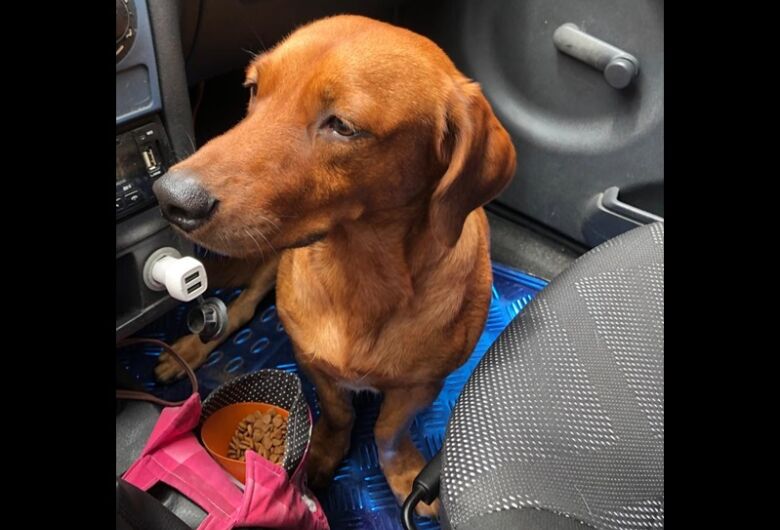 Homenagem da Funerais Pet ao cachorrinho Leo