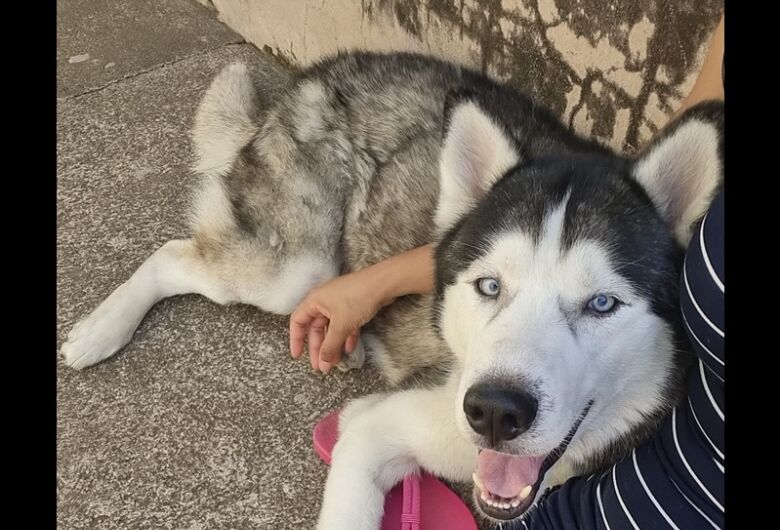 Homenagem da Funerais Pet ao cachorrinho Trovão