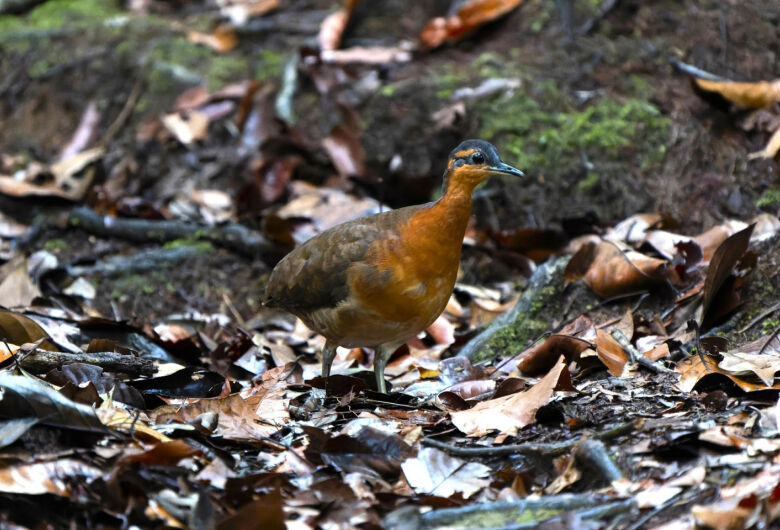 Estudante da UFSCar descobre nova espécie de ave na Amazônia