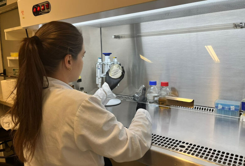 UFSCar descobre nova levedura resistente a altas temperaturas e avança na produção de etanol