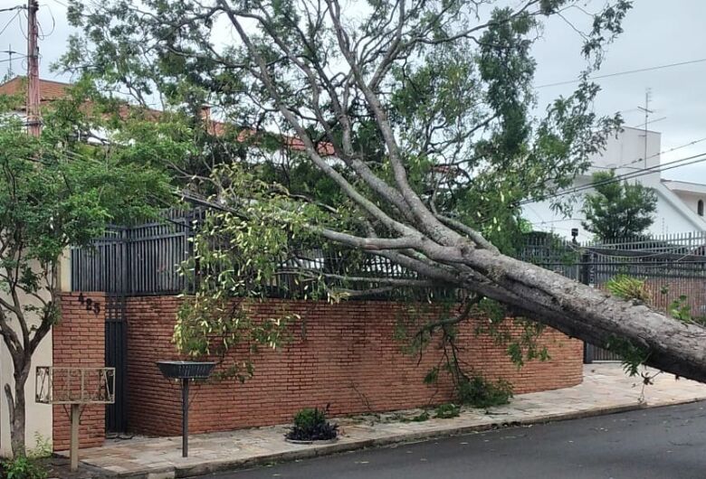 Árvore de grande porte cai sobre residência e interdita rua no Parque Santa Mônica