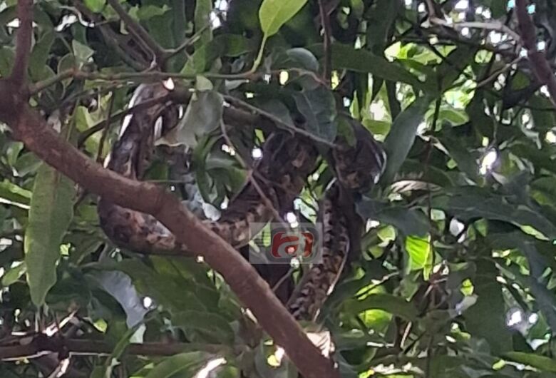 Moradores alertam para presença de jibóias no Romeu Tortorelli