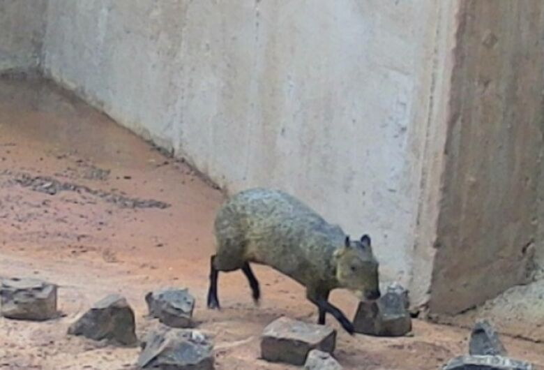 Duplicação da SP-318 em São Carlos inclui monitoramento de fauna por vídeo