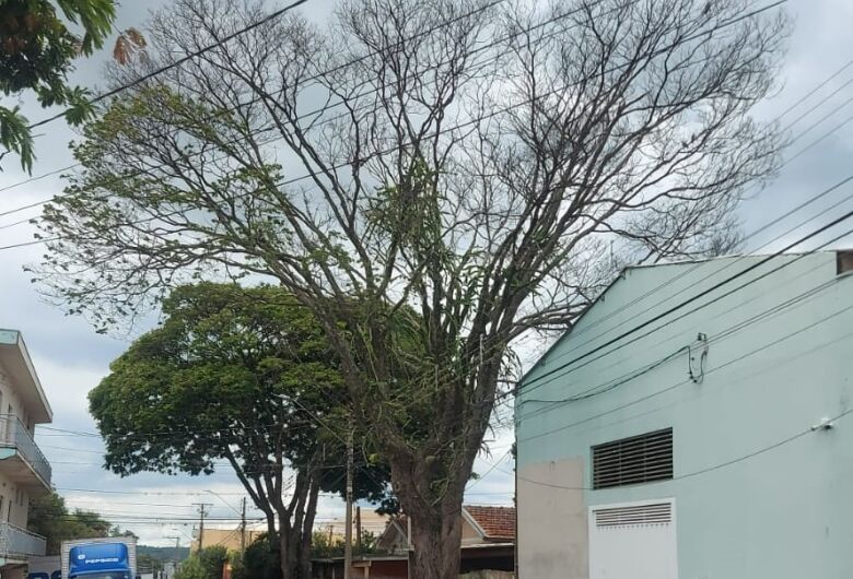 Árvore seca após poda preocupa moradora e ameaça residência na Vila Marina