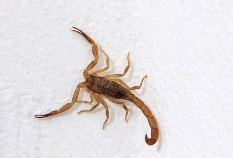 Moradores denunciam infestação de escorpiões no Residencial Jardim das Torre