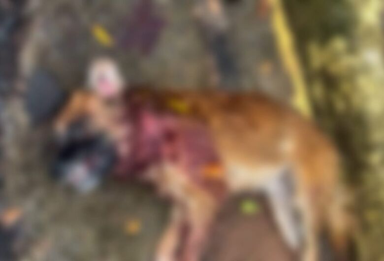 Cães são mortos a tiros em clube e crime revolta moradores na região