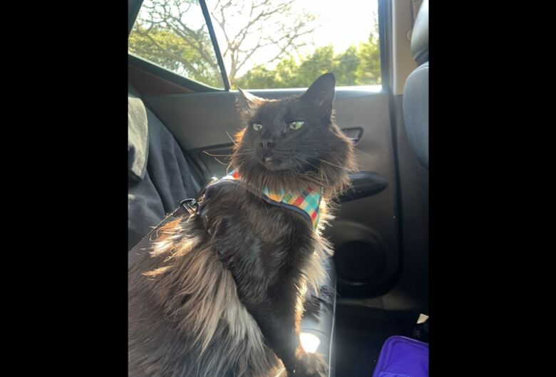 Homenagem da Funerais Pet ao gatinho Arthur