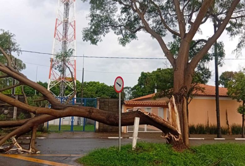 Árvore cai e interdita avenida na entrada do distrito de Água Vermelha 