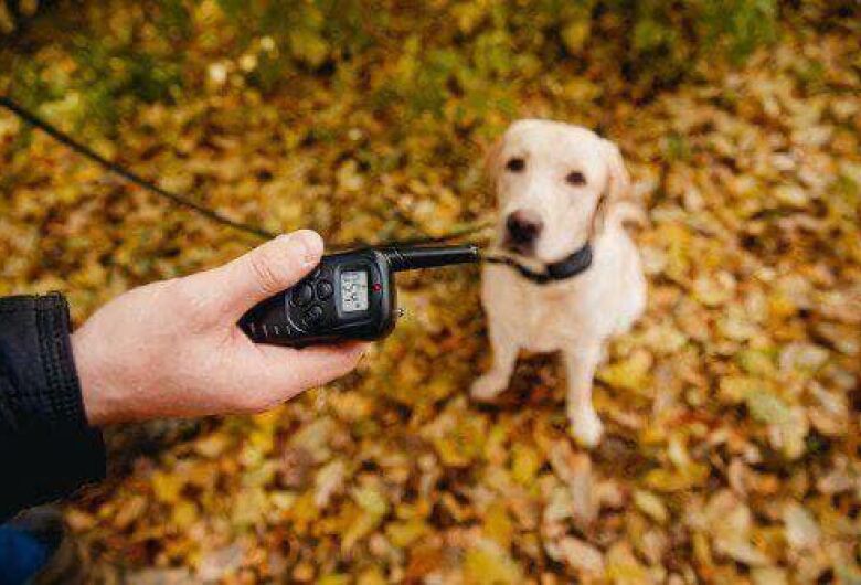 Elton Carvalho e Bruno Zancheta propõem lei que proíbe coleiras de choque em São Carlos