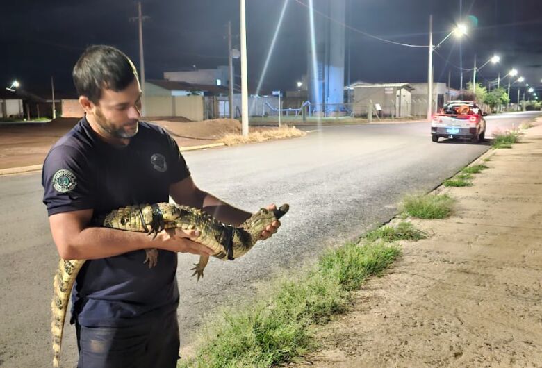 Defesa Civil de Ibaté captura jacaré e jararaca em Ibaté