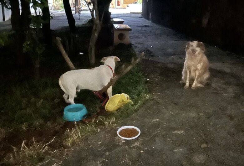 Guarda Municipal atende ocorrência de possível abandono de animais no Tijuco Preto