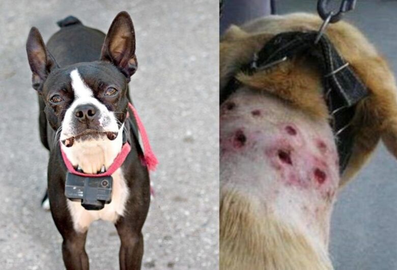 Proibido o uso de coleiras de choque: Projeto de Lei de Elton Carvalho e Bruno Zancheta é aprovado