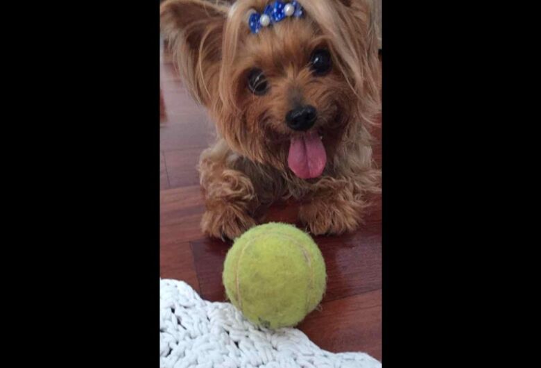 Homenagem da Funerais Pet a cachorrinha Annie Silva