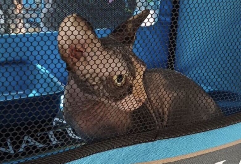 Shopping Iguatemi promove feira de gatos exóticos 