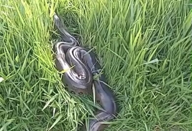 Sucuri de cerca de 4 metros é resgatada ao atravessar rodovia; veja vídeo
