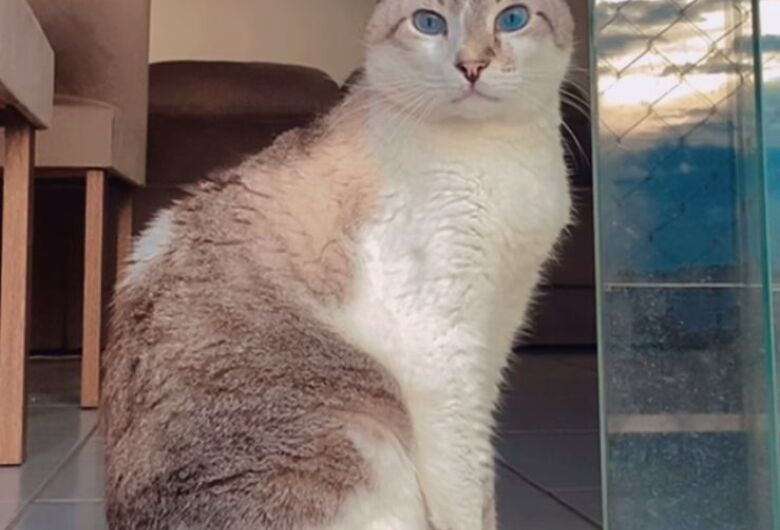 Homenagem da Funerais Pet ao gatinho Theodoro