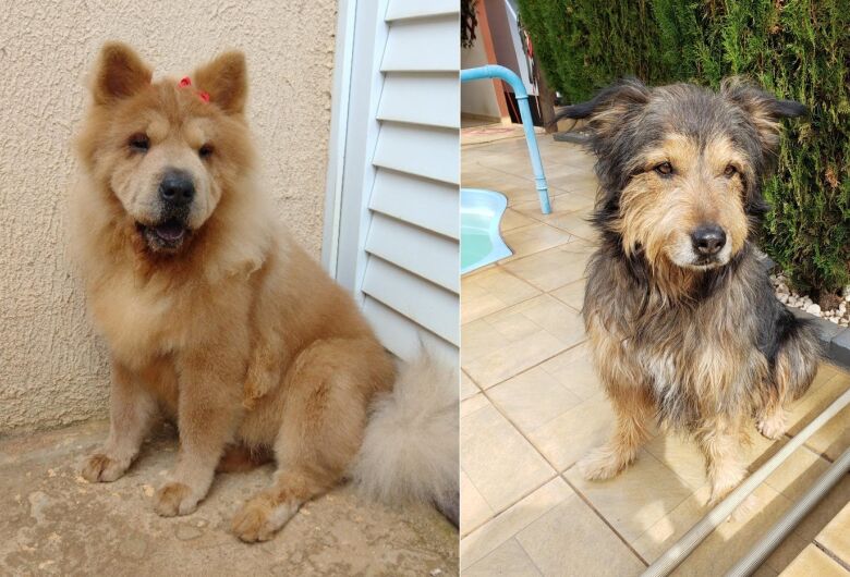 Homenagem da Funerais Pet aos pets Tiffany e Hercules