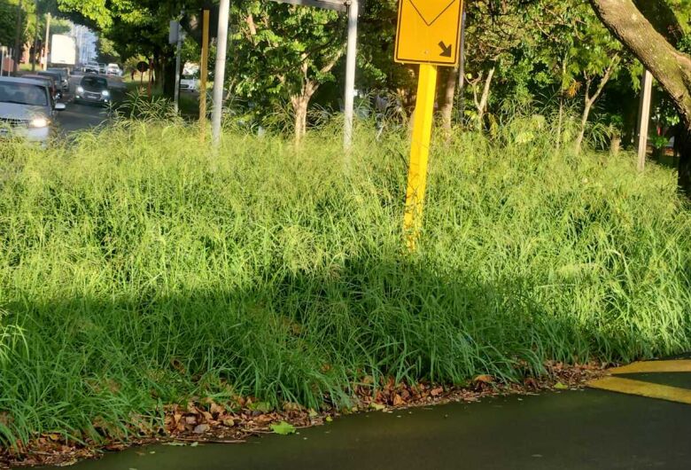 Moradores denunciam infestação de escorpiões no bairro Boa Vista