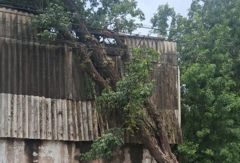 Morador alerta para risco de queda de árvore de grande porte no Jockey Clube