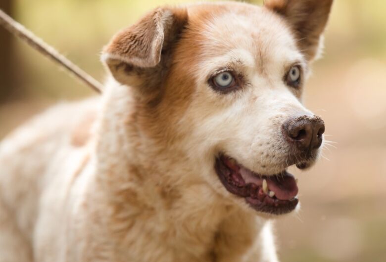 Canil Municipal recebe 3ª Feira de Adoção de Cães e Gatos neste sábado