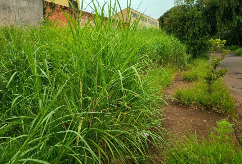 Mato alto gera reclamações em vários bairros; Prefeitura diz que há equipes em todas as regiões