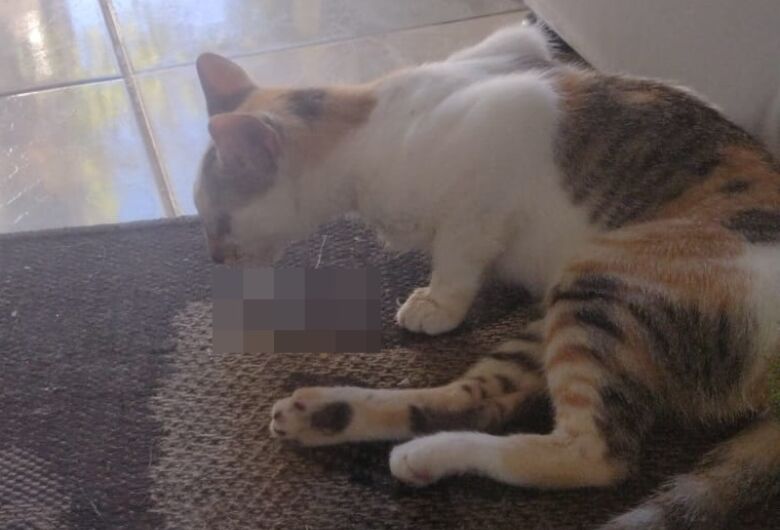 Moradores denunciam envenenamento de gatos no Jardim Pacaembu 