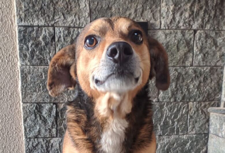 Homenagem da Funerais Pet ao cachorrinho Scooby