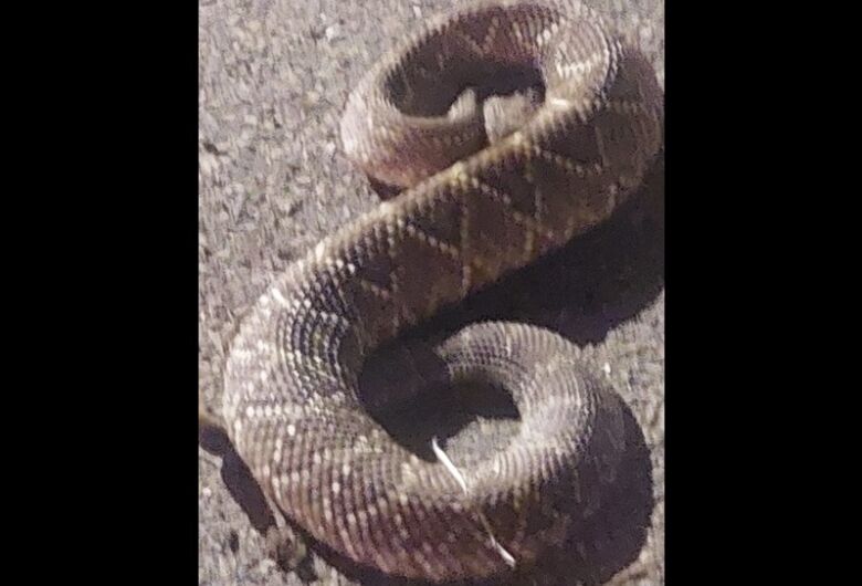 Cobra invade residência no Jardim Embaré, mata cachorro e preocupa moradores