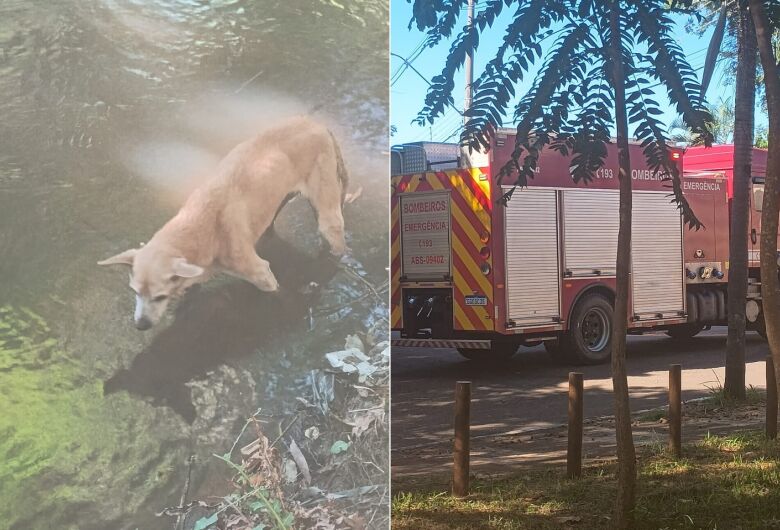 Bombeiros resgatam cachorra em estado crÃtico presa em córrego no Jd. Centenário