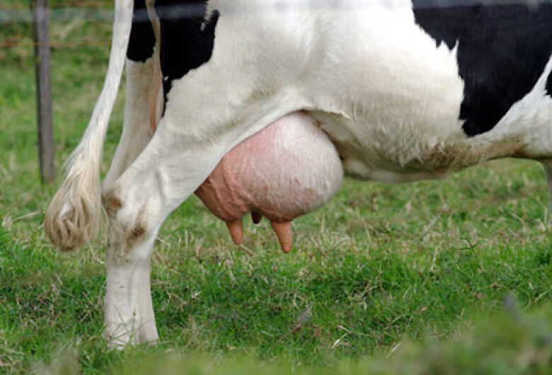 Bactéria Streptococcus agalactiae eleva índices de mastite bovina