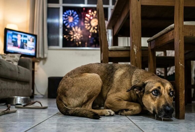 Fogos de artifício com estampido poderão ser proibidos: projeto de lei de Elton será votado nesta terça-feira