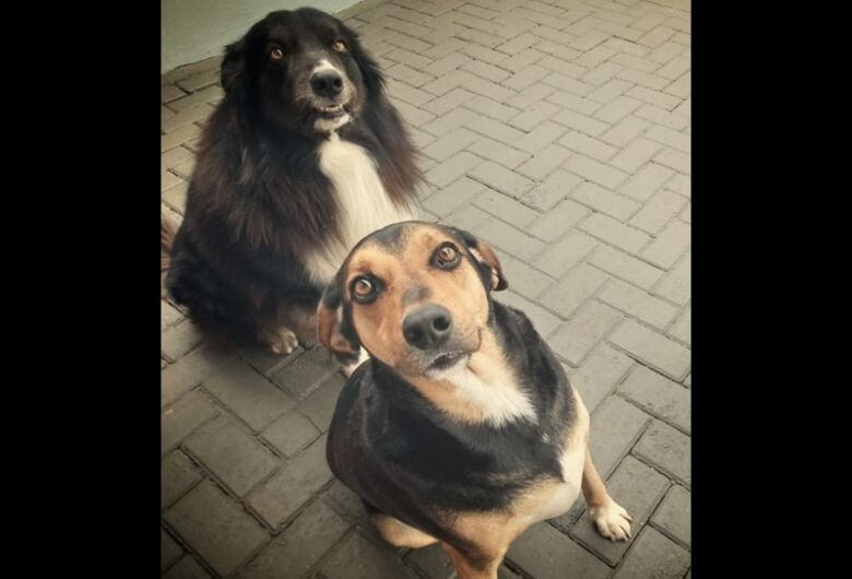 Homenagem da Funerais Pet ao cachorrinho Sansão