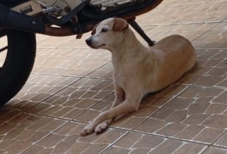 Homenagem da Funerais Pet ao cachorrinho Tequila