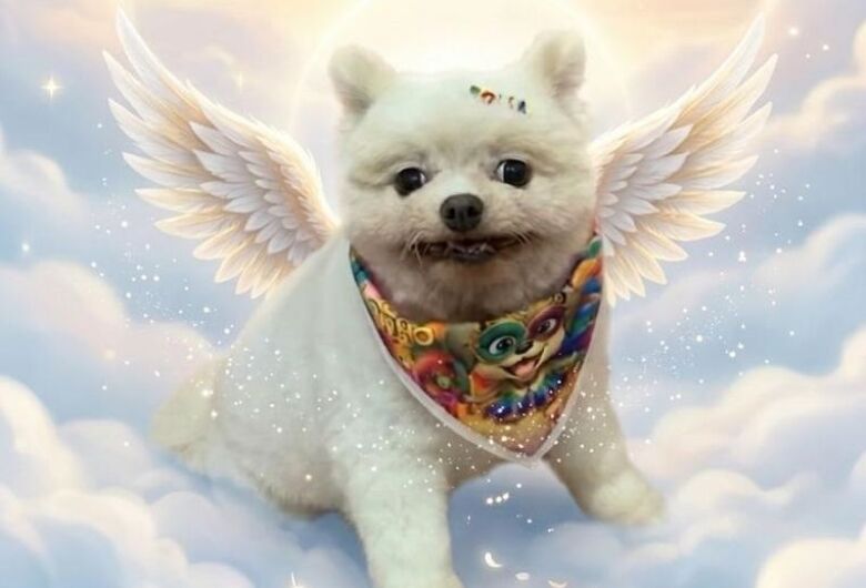 Homenagem da Funerais Pet a cachorrinha Sky