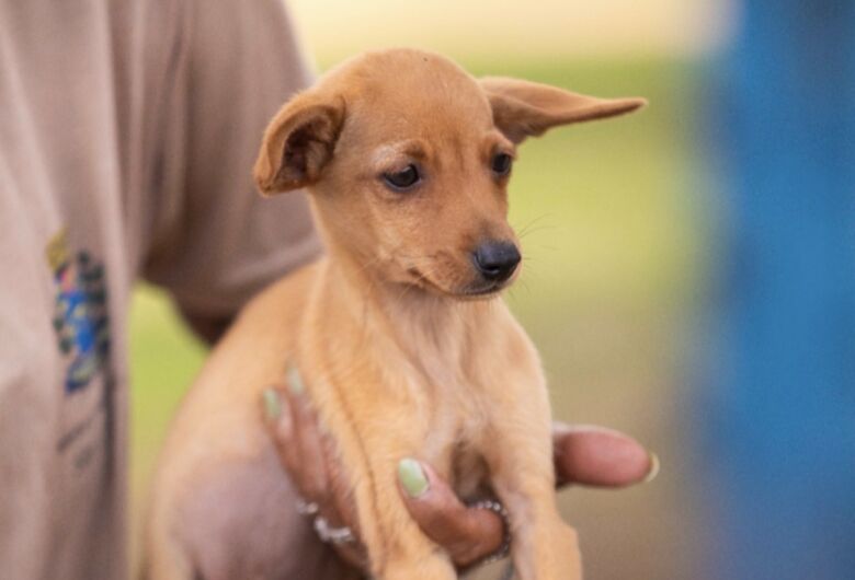 Canil municipal realiza feira de adoção de cães e gatos no próximo sábado 