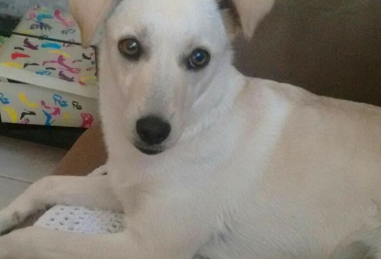 Homenagem da Funerais Pet aos pets: Amora e Akyra