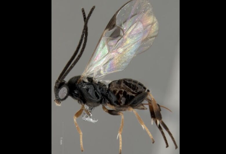 IA acelera identificação de vespas e fortalece pesquisas sobre biodiversidade brasileira