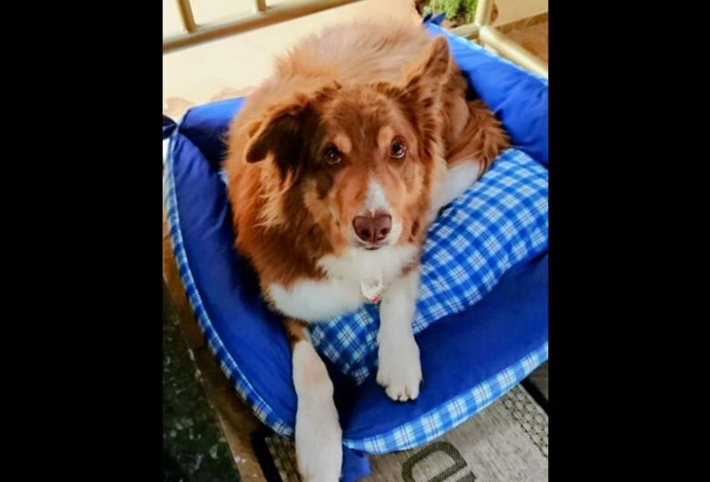 Homenagem da Funerais Pet ao cachorrinho Shiva