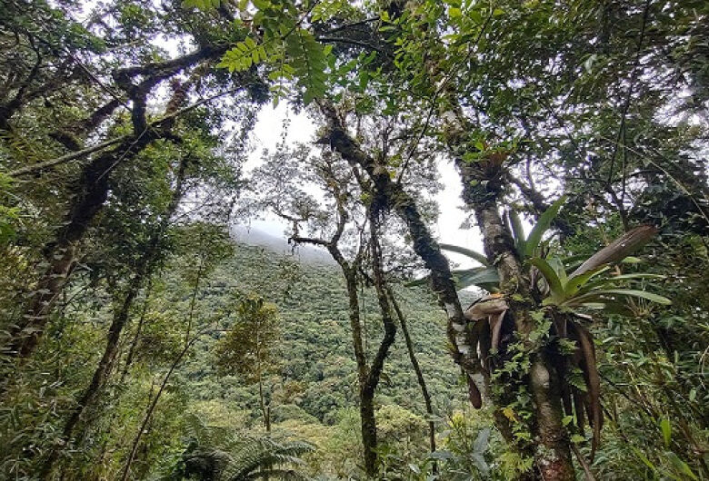 Estudo aponta avanço na restauração da Mata Atlântica com recuperação de 1,67 milhão de hectares em uma década