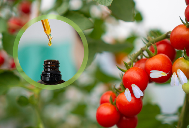 Óleos essenciais apresentam ação inseticida contra a mosca-branca