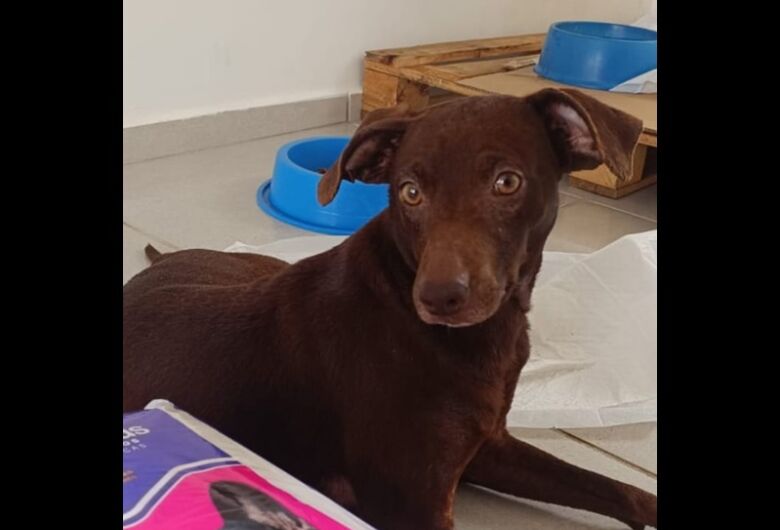 Homenagem da Funerais Pet ao cachorrinho Nutella