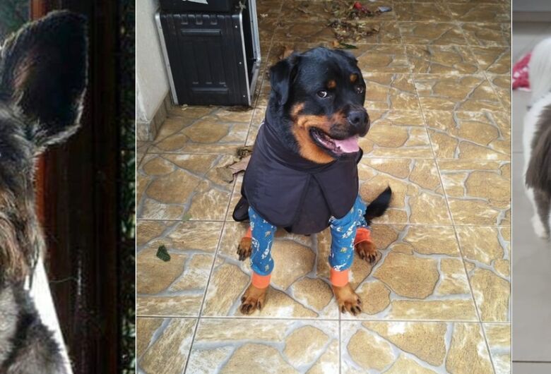 Homenagem da Funerais Pet aos pets: Scooby , Stark e Tobby