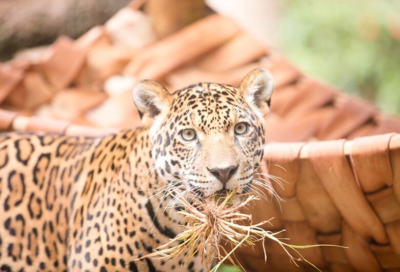 Parque Ecológico celebra 1 ano da onça-pintada Atenas com programação especial