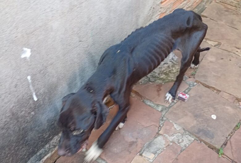 Fiscalização contra maus-tratos a animais cresce e multas passam de R$ 84 mil em 2026