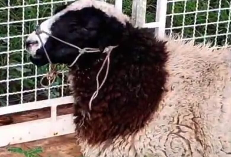 Carneiro é furtado e morto em chácara no Broa, afirma tutora