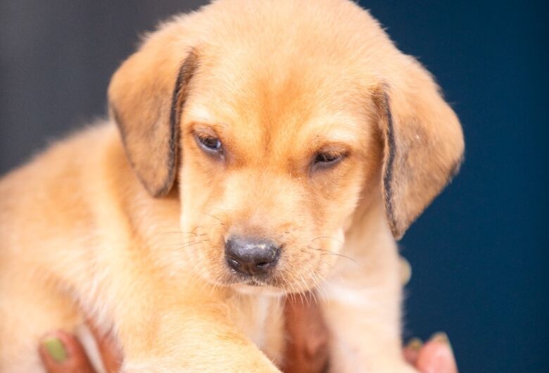 Mais de 300 animais aguardam adoção em feira no Canil Municipal neste sábado